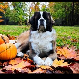 Ferguson - Saint Bernard