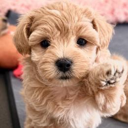 Poppy - Champagne female Maltipoo puppy in Ashville, Alabama from LMC Pups