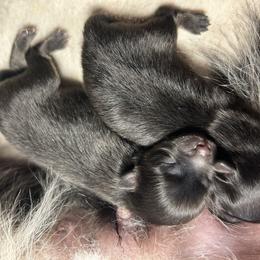 Molly - Black and tan female Pomeranian puppy in Zavalla, Texas from Precious Puff Poms