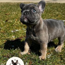 UNO - Liver male French Bulldog puppy in Gurnee, Illinois from Le Luxe Frenchies