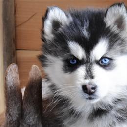 Pomsky Puppies from Foxfire Arctic Spitz
