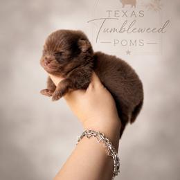 Chocolate and tan girl - Chocolate and tan female Pomeranian puppy in Eagle Pass, Texas from Texas Tumbleweed Poms