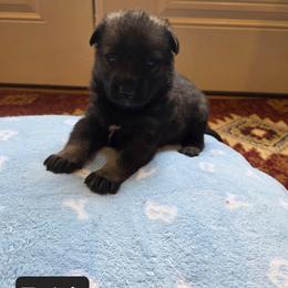 Faith - Sable female German Shepherd puppy in Cave City, Arkansas from Bayou Valley Shepherds and American Hunt Terriers