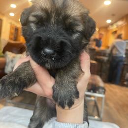 Lollipop - Wheaten female Soft Coated Wheaten Terrier puppy in Kirksville, Missouri from BellSharps Australian Shepherds