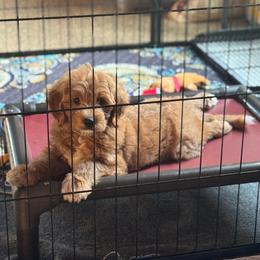 Valor - Red  male Goldendoodle puppy in Wharton, Texas from Little Fur Friends