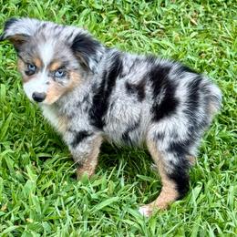 Freya - Blue merle female Miniature Australian Shepherd puppy in Patterson, North Carolina from DreamLine Aussies
