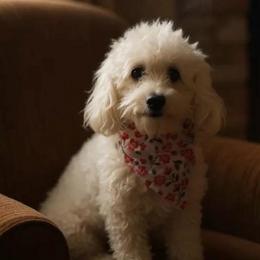 Brooklyn - Poodle