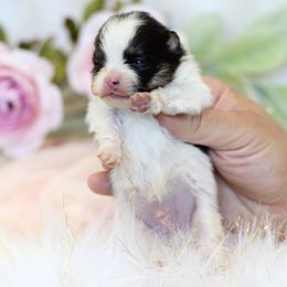 Milo - Black and tan parti male Pomeranian puppy in Sacramento, California from My Precious Poms