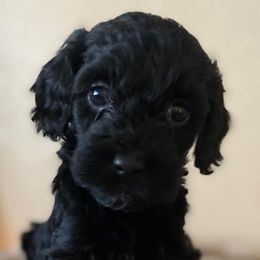 Cockapoos, Cocker Spaniels, and Poodles from Pawfect Transporters, LLC