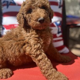 Poodle Puppies from Country Sundance Poodles