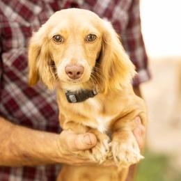 Fallon - Dachshund