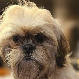 Cindy - Blue female Shih Tzu puppy in Victorville, California from RUMBLE n TUMBLE
