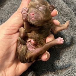 Orange boy - Liver male Shih Tzu puppy in Berkeley Springs, West Virginia from Sandridge Shih Tzus