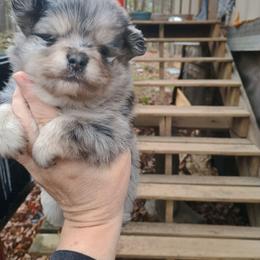 Blue boy - Blue merle male Pomeranian puppy in Parthenon, Arkansas from Michelle's Poms