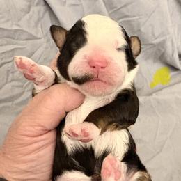 Yellow collar girl - Tri-color female Bernedoodle puppy in Lake, Michigan from 3 King Doodles & Poodles