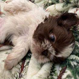 Lucy - Liver and white female Shih Tzu puppy in Russellville, Kentucky from The Patriot Tzu