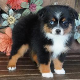 Black tri boy - Black tri male Miniature Australian Shepherd puppy in Lawton, Oklahoma from Lindsey’s Aussies