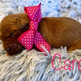 Carol - Dark golden female Golden Retriever puppy in Moses Lake, Washington from Dune Lakes Goldens