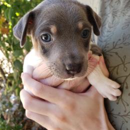 Rat Terrier Puppies from Dal Cais Rat Terriers