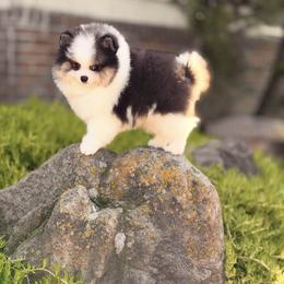 Papoose - Tri-colored male Pomeranian puppy in Stockton, California from Pommiepalace