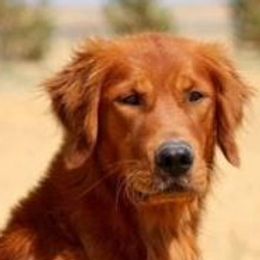 German Shepherds and Golden Retrievers from Kallhart Shepards and retrievers