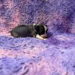 Girl 2 - Slate female Chinese Crested puppy in Auburn, Kansas from TopBrass Kennels
