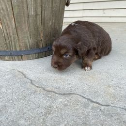 Girl 2 - Australian Shepherd puppy in Eddyville, Kentucky from Cactus J Aussies
