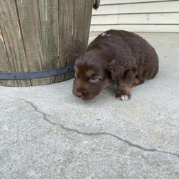 Girl 2 - Australian Shepherd puppy in Eddyville, Kentucky from Cactus J Aussies