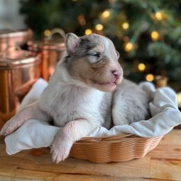 Frosty - Blue merle male Collie puppy in Underwood, Indiana from Third Gen Collies