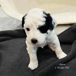 Aspen- Female Reservation 5 - White female Sheepadoodle puppy in Spokane, Washington from Downriver Doodles