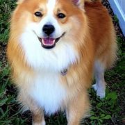 Icelandic Sheepdogs from Seabreeze Icelandics
