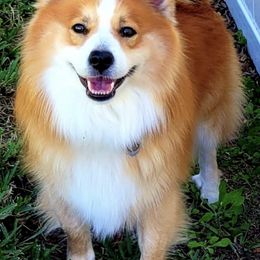 Icelandic Sheepdogs from Seabreeze Icelandics