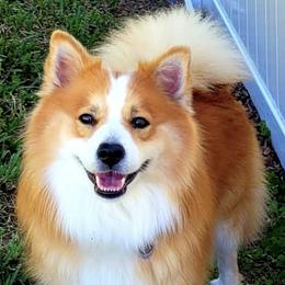 Icelandic Sheepdogs from Seabreeze Icelandics