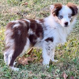 D'arcy - Red merle female Miniature Australian Shepherd puppy in Patterson, North Carolina from DreamLine Aussies