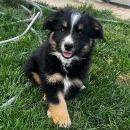 Black Tri Male 2- Orion - Black tri male Miniature Australian Shepherd puppy in Denair, California from CenCal Mini Aussies