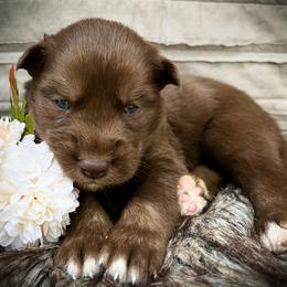 Dru - Red and white male Siberian Husky puppy in Union Grove, Alabama from Southern Siberian Life