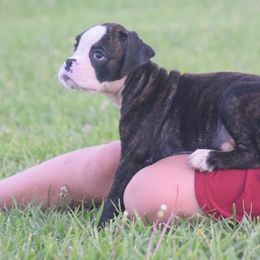 Oreo - Brindle male Boxer puppy in Humboldt, Nebraska from Keims Royal Boxers
