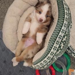 Baby C-Green - Red merle male Miniature Australian Shepherd puppy in Vidor, Texas from Magnolia Mini Aussies with Natural Tails
