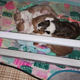 Boston Terrier Puppies from M&Bs Boston Terriers