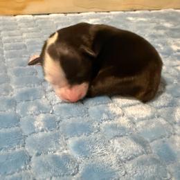 Girl 1 - Black & white female Miniature Australian Shepherd puppy in Pensacola, Florida from TNT MINI AUSSIES