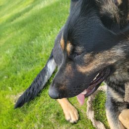 German Shepherds from Furshizzle Farm LLC