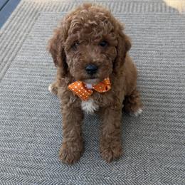 Kenny - Red  male Poodle puppy in Mint Hill, North Carolina from DoodleForever