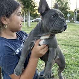 French Bulldog Puppies from French OG Los Ángeles