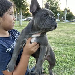 French Bulldog Puppies from French OG Los Ángeles