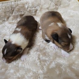Girl 1 - female Shetland Sheepdog puppy in Maricopa County, Arizona from Maple Leaf Shelties