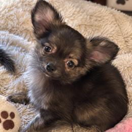 Glory - Chocolate brindled fawn female Chihuahua puppy in Tecumseh, Oklahoma from Callie’s Happy Chihuahuas, Callie’s Happy Treasures LLC