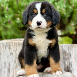 Cat Woman (Pink Collar) - Black rust and white female Bernese Mountain Dog puppy in Stanwood, Washington from Butter Cup Pups and Paws