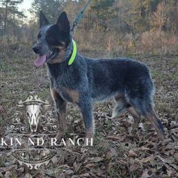 Jinx - Australian Cattle Dog
