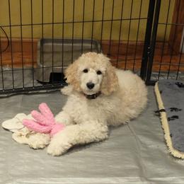 Poodle Puppies from Furball Forest Poodles