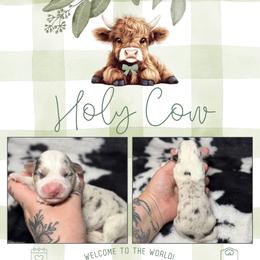 Horro - Blue merle and white male American Corgi puppy in Greenwood, Indiana from Witch Creek Corgis